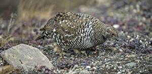 Spruce Grouse (Dendragapus canadensis)