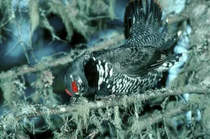 Spruce Grouse (Dendragapus canadensis)