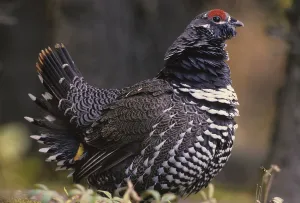 Spruce Grouse (Dendragapus canadensis), standing