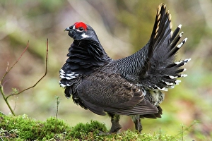 Spruce grouse (falcipennis canadensis) standing on a mossy trunk and watching