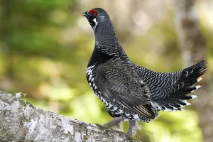 Spruce Grouse, male, Gaspesie National Park