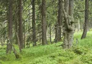 Spruce jungle, Norway Spruce trees (Picea abies)