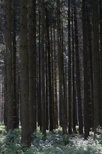 Spruce monoculture, spruce forest