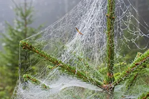 Spruce top with morning dew in a spiders web at a coniferous forest