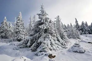 Spruce (Picea abies) covered in deep snow in front of a coniferous forest on a sunny day in winter