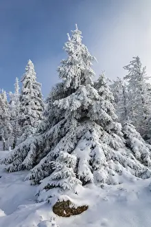Spruce (Picea abies) covered in deep snow in front of a coniferous forest on a sunny day in winter