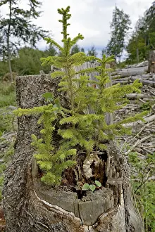 Spruce (Picea abies), young trees growing on a sawn-off and rotten spruce trunk