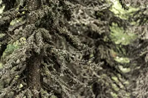 Spruce (Picea) covered with lichen