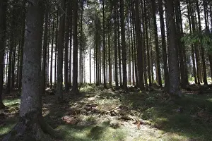 Framed Print : Spruce (Picea), forest, tree trunk