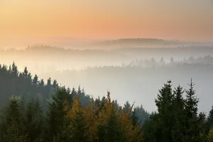 Spruce (Picea sp.) forests, Harz mountains