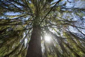 Spruce, Primeval forest Urwald Sababurg