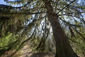 Spruce, Primeval forest Urwald Sababurg