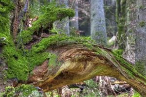 Spruce roots, moss, spruce forest