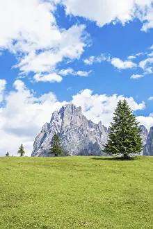Spruce tree on a alp meadow below the Langkofel group mountains in the Doliomites