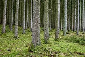 Spruce tree forest, Odenwald, Hesse