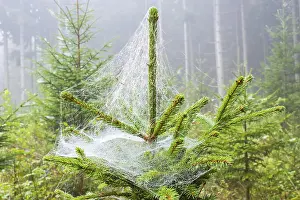 Spruce tree with spider web in a forest
