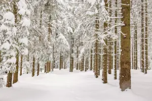 Spruce tree trunks in a forest with deep snow and frost on a cold winter day