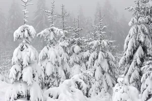 Spruce trees covered in snow in winter