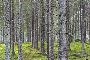 Spruce trunks in coniferous forests