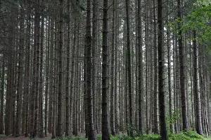 Spruces (Picea abies), pole forest