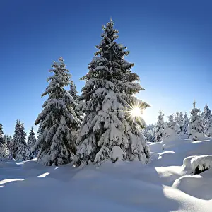 Spruces with snow, sun rays, snow-covered landscape in winter