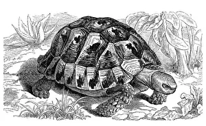 Spur-thighed tortoise (Testudo graeca)