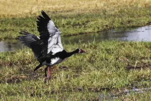 Spur-winged goose (plectropterus gambensis)