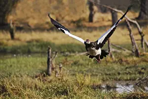 Spur-winged goose (plectropterus gambensis)