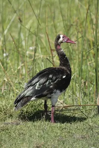 Spur-winged Goose (Plectropterus gambensis) in the Okavango Delta Botswana
