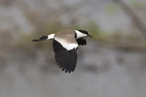 Spur-winged Lapwing (Vanellus spinosus) flying