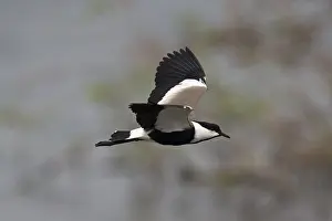 Spur-winged Lapwing (Vanellus spinosus) flying