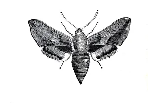 Spurge hawk-moth (Hyles euphorbiae)