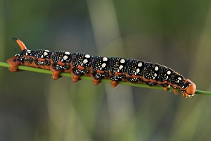 Spurge Hawk-moth (Hyles euphorbiae) caterpillar