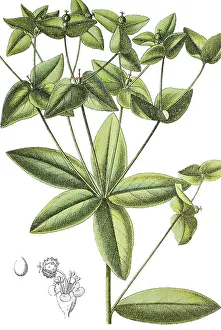 Spurge plant, (Euphorbia dulcis)