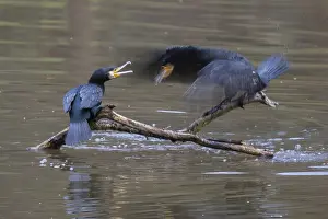 Two squabbling great cormorant (Phalacrocorax carbo) on deadwood