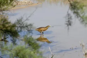 Squacco Heron (Ardeola ralloides)