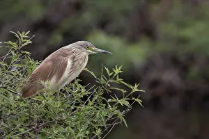 Squacco heron (Ardeola ralloides)