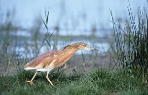 Squacco heron (Ardeola ralloides)