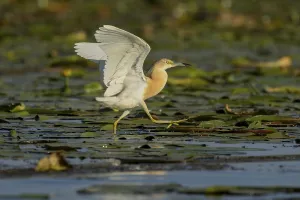 Category Historic EN Prints: Squacco heron (Ardeola ralloides)
