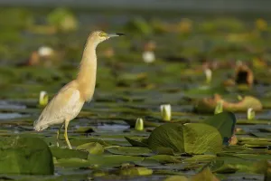 Category Historic EN Prints: Squacco heron (Ardeola ralloides)