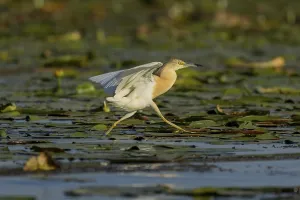 Category Historic EN Prints: Squacco heron (Ardeola ralloides)