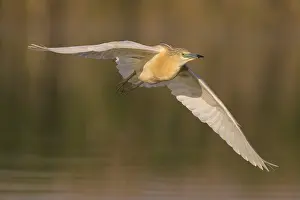 Squacco Heron (Ardeola ralloides) flying