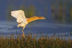 Squacco Heron (Ardeola ralloides) flying
