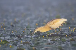 Squacco Heron (Ardeola ralloides) in the fog Hungary