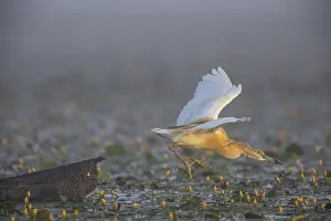 Squacco Heron (Ardeola ralloides) in the fog Hungary