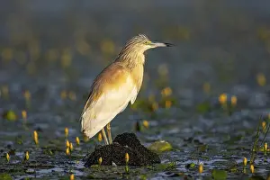 Squacco Heron (Ardeola ralloides) in the fog Hungary