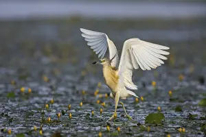 Squacco Heron (Ardeola ralloides) in the fog Hungary