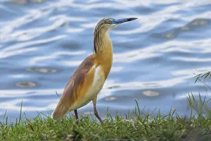 Squacco Heron (Ardeola ralloides) in Natural Habitat