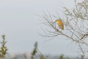 Squacco Heron (Ardeola ralloides) sitting in a tree in spring