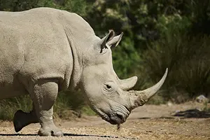 Square-lipped rhinoceros (Ceratotherium simum)